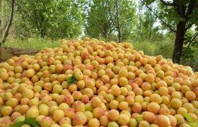 باغداران آذربایجان غربی بیش از ۲۹ هزار تُن زرد آلوبرداشت می کنند