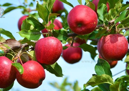 ۳۰ درصد سیب درختی کشور درآذربایجان‌غربی تولید می‌شود/ پیش بینی تولید حدود ۱.۲ میلیون تن سیب درختی در استان