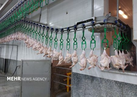 همکاری واردکنندگان دولتی با مرغداران در قالب تولید قراردادی