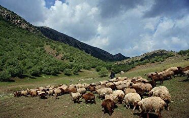 چرای رودرس در مراتع آذربایجان‌غربی آغاز شد
