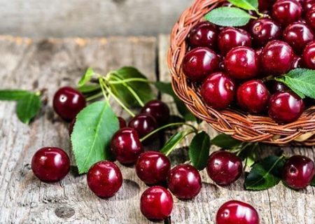 پیش‌بینی برداشت ۳۳ هزار تن گیلاس در آذربایجان‌غربی