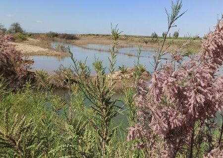 احیای تالاب قره قشلاق چهاربرج پس از ۱۵ سال خشکی