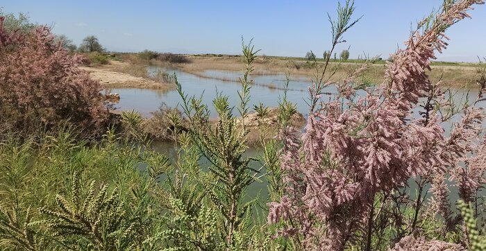 احیای تالاب قره قشلاق چهاربرج پس از ۱۵ سال خشکی