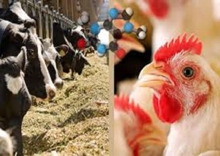 اصفهان در تولید گوشت و لبنیات خودکفا شد؛ مدیریت بهینه نهاده‌ها کلید موفقیت