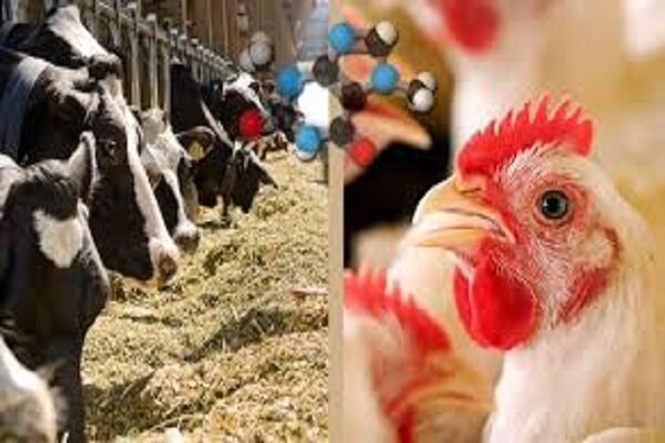 اصفهان در تولید گوشت و لبنیات خودکفا شد؛ مدیریت بهینه نهاده‌ها کلید موفقیت
