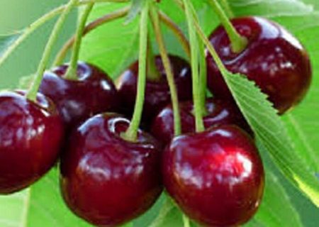 پیش‌بینی برداشت ۲۰ هزار تن آلبالو در آذربایجان‌غربی