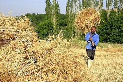 افزایش خرید تضمینی گندم در شبکه تعاون روستایی آذربایجانغربی نسبت به سال گذشته
